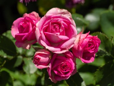 Almanya 'da Ramsdorf' un küçük bir köyü.