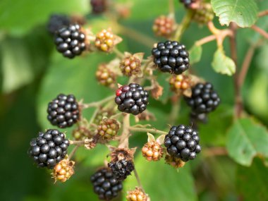 Alman Muensterland 'inde yaz mevsimi