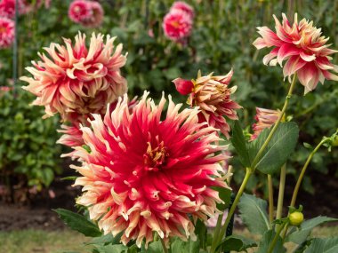 Alman Muensterland 'inde yaz mevsimi