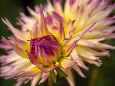 Alman Muensterland 'inde yaz mevsimi