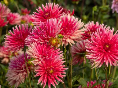 Alman Muensterland 'inde yaz mevsimi