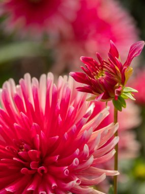 Alman Muensterland 'inde yaz mevsimi