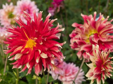 Alman Muensterland 'inde yaz mevsimi