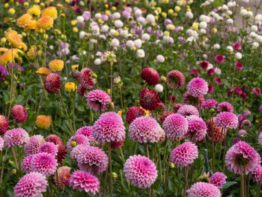 Alman Muensterland 'inde yaz mevsimi