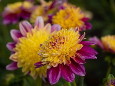 Alman Muensterland 'inde yaz mevsimi