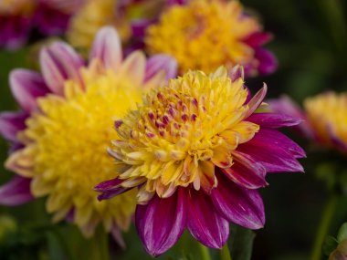 Alman Muensterland 'inde yaz mevsimi