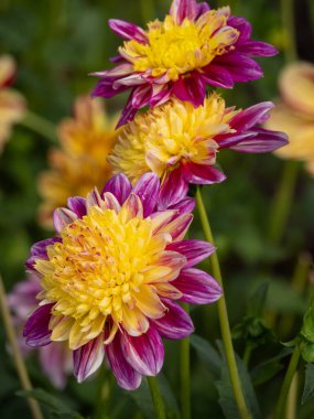 Alman Muensterland 'inde yaz mevsimi