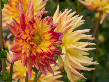 Alman Muensterland 'inde yaz mevsimi