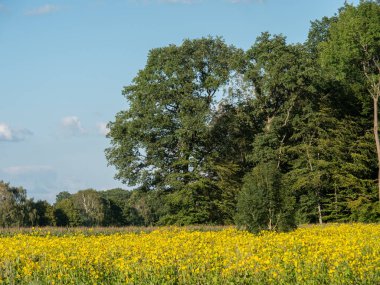 Alman Muensterland 'inde yaz mevsimi