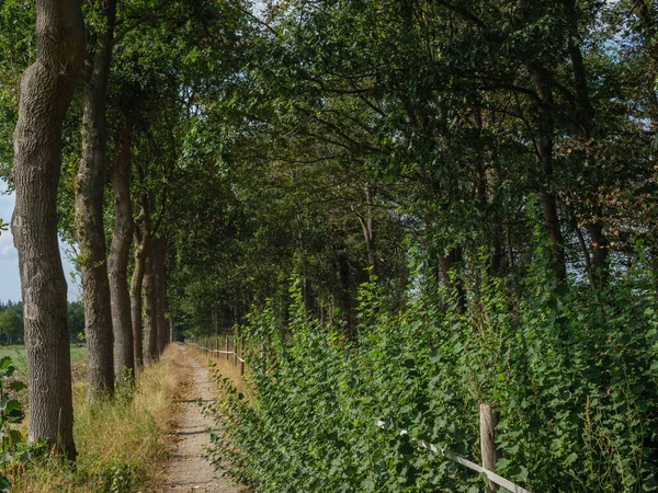 夏天在德国的荒原上 — 图库照片