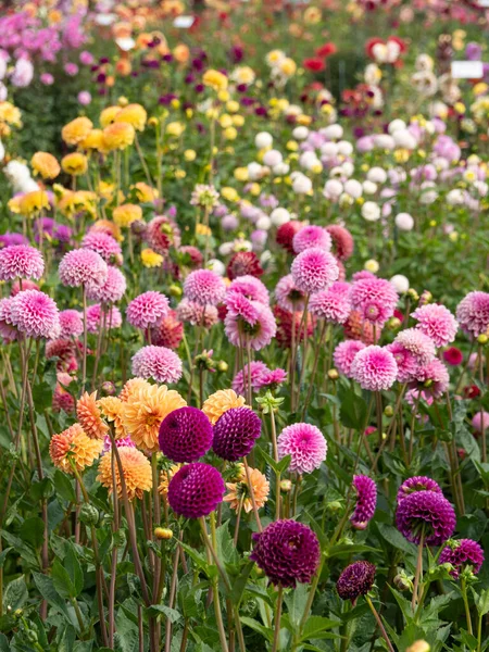 Zomertijd Het Duitse Muensterland — Stockfoto