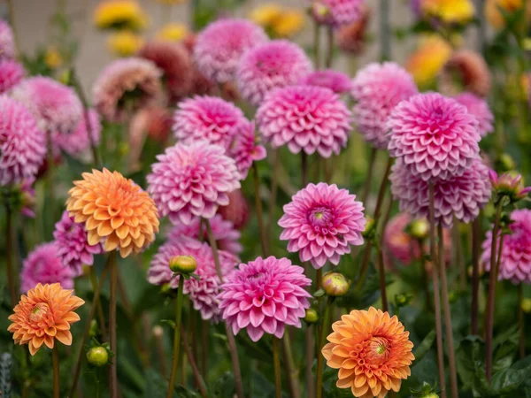 Sommerzeit Münsterland — Stockfoto