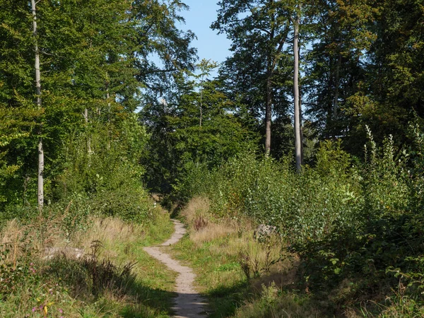 Old castle in in the forest