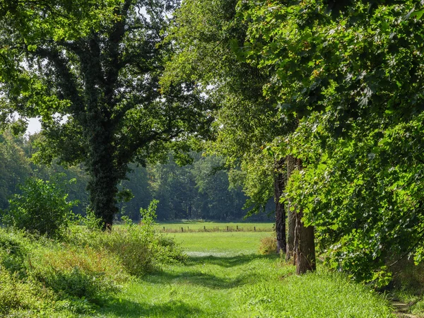 Vieux Château Dans Forêt — Photo