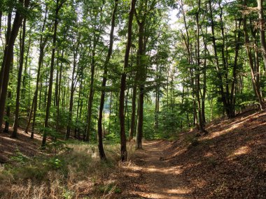 Waldeck şehri ve Almanya 'daki edersee