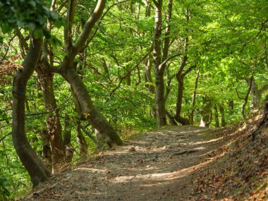 Waldeck şehri ve Almanya 'daki edersee