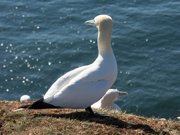 Alman Kuzey Denizindeki Helgoland Adası — Stok fotoğraf