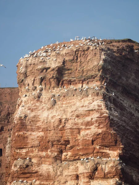 Isla Helgoland Mar Del Norte Alemán —  Fotos de Stock