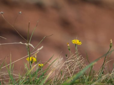 Alman kuzey denizindeki Helgoland Adası.