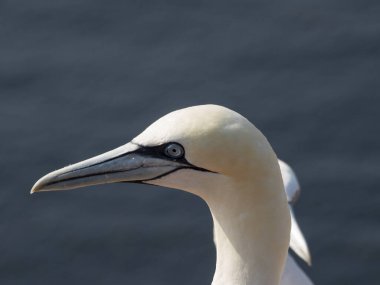 Alman kuzey denizindeki Helgoland Adası.