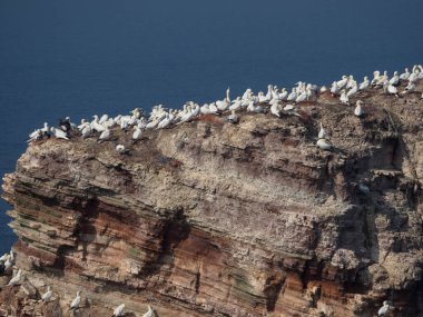 Alman kuzey denizindeki Helgoland Adası.