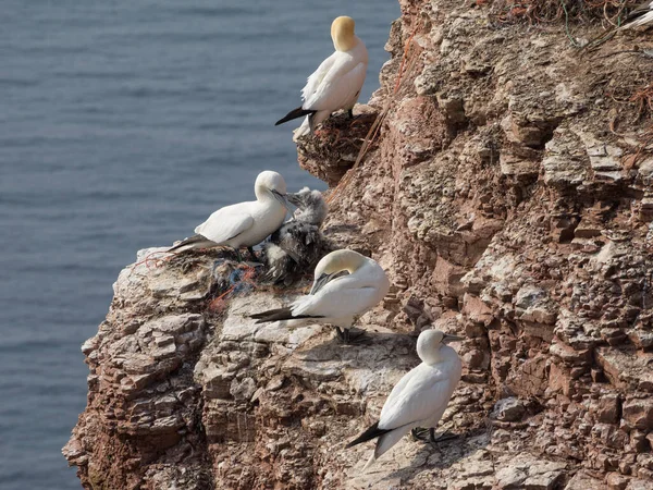 Ilha Helgoland Mar Alemão Norte — Fotografia de Stock