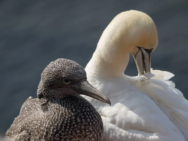 Die Insel Helgoland Der Deutschen Nordsee — Stockfoto