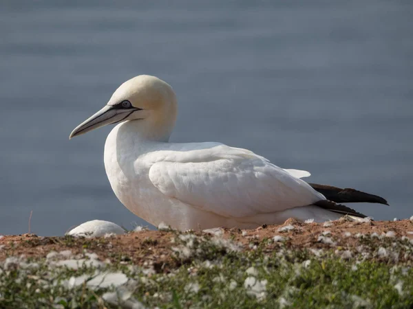 Die Insel Helgoland Der Deutschen Nordsee — Stockfoto