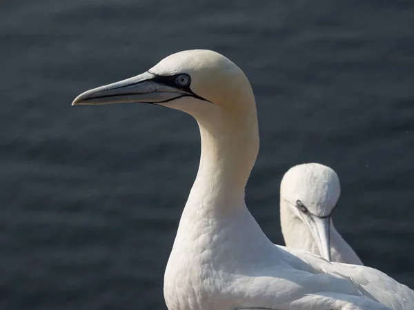 Die Insel Helgoland Der Deutschen Nordsee — Stockfoto