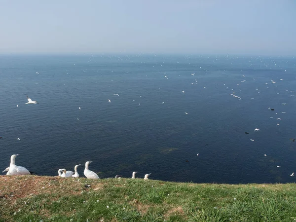 Isla Helgoland Mar Del Norte Alemán —  Fotos de Stock