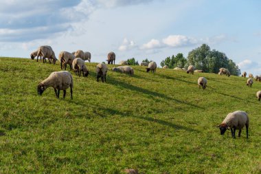 Hollanda 'nın tarihi Bourtange köyü.
