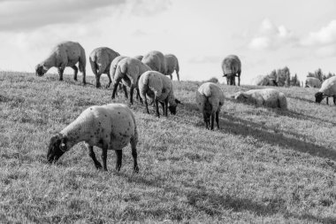 Papenburg Almanya 'daki ems nehrinde.