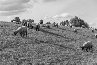 Papenburg Almanya 'daki ems nehrinde.