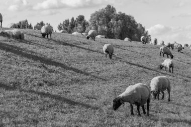 Papenburg Almanya 'daki ems nehrinde.