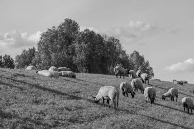 Papenburg Almanya 'daki ems nehrinde.
