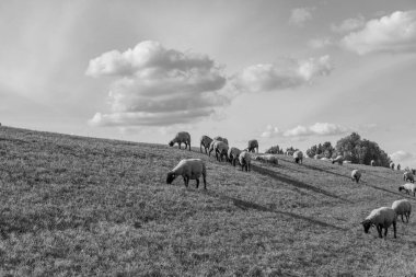 Papenburg Almanya 'daki ems nehrinde.