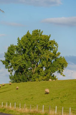 Alman İmparatorluğu 'ndaki Weener şehri.
