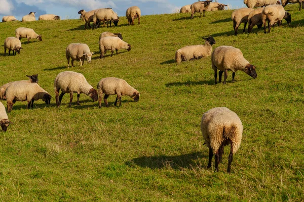 Alman İmparatorluğu 'ndaki Weener şehri.