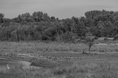 Almanya Emsland 'daki Em Nehri' nde.
