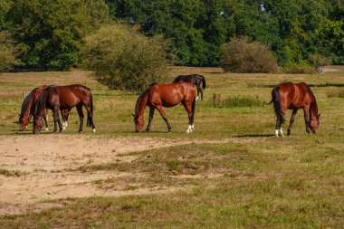 Almanya Emsland 'daki Em Nehri' nde.