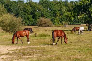 Almanya Emsland 'daki Em Nehri' nde.