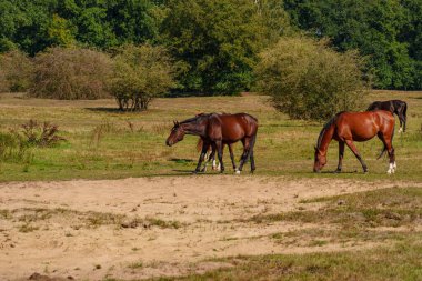 Almanya Emsland 'daki Em Nehri' nde.
