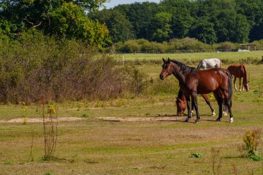 Almanya Emsland 'daki Em Nehri' nde.