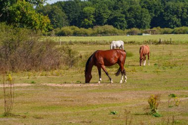 Almanya Emsland 'daki Em Nehri' nde.