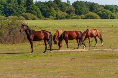 Almanya Emsland 'daki Em Nehri' nde.