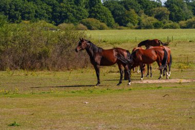 Almanya Emsland 'daki Em Nehri' nde.