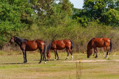 Almanya Emsland 'daki Em Nehri' nde.