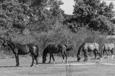 Almanya Emsland 'daki Em Nehri' nde.