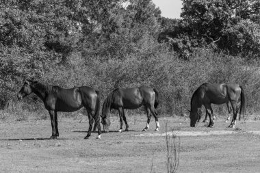 Almanya Emsland 'daki Em Nehri' nde.