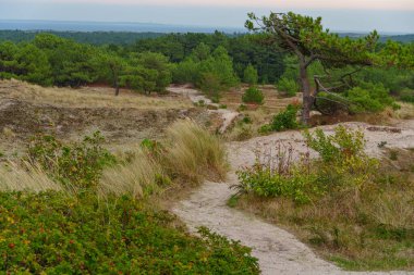 Vlieland Hollanda adasında yaz mevsimi